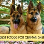 1 Year Old German Shepherd Food
