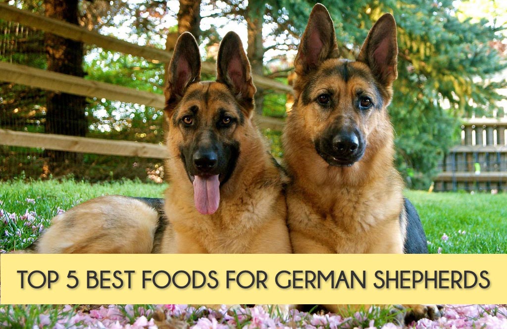 1 Year Old German Shepherd Food