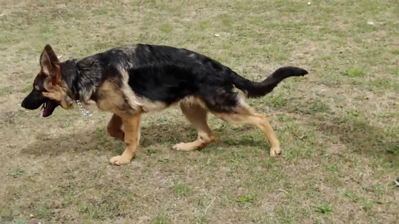 10 Month Old German Shepherd Limping