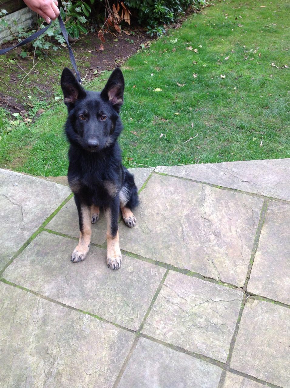 10 Month Old Male German Shepherd