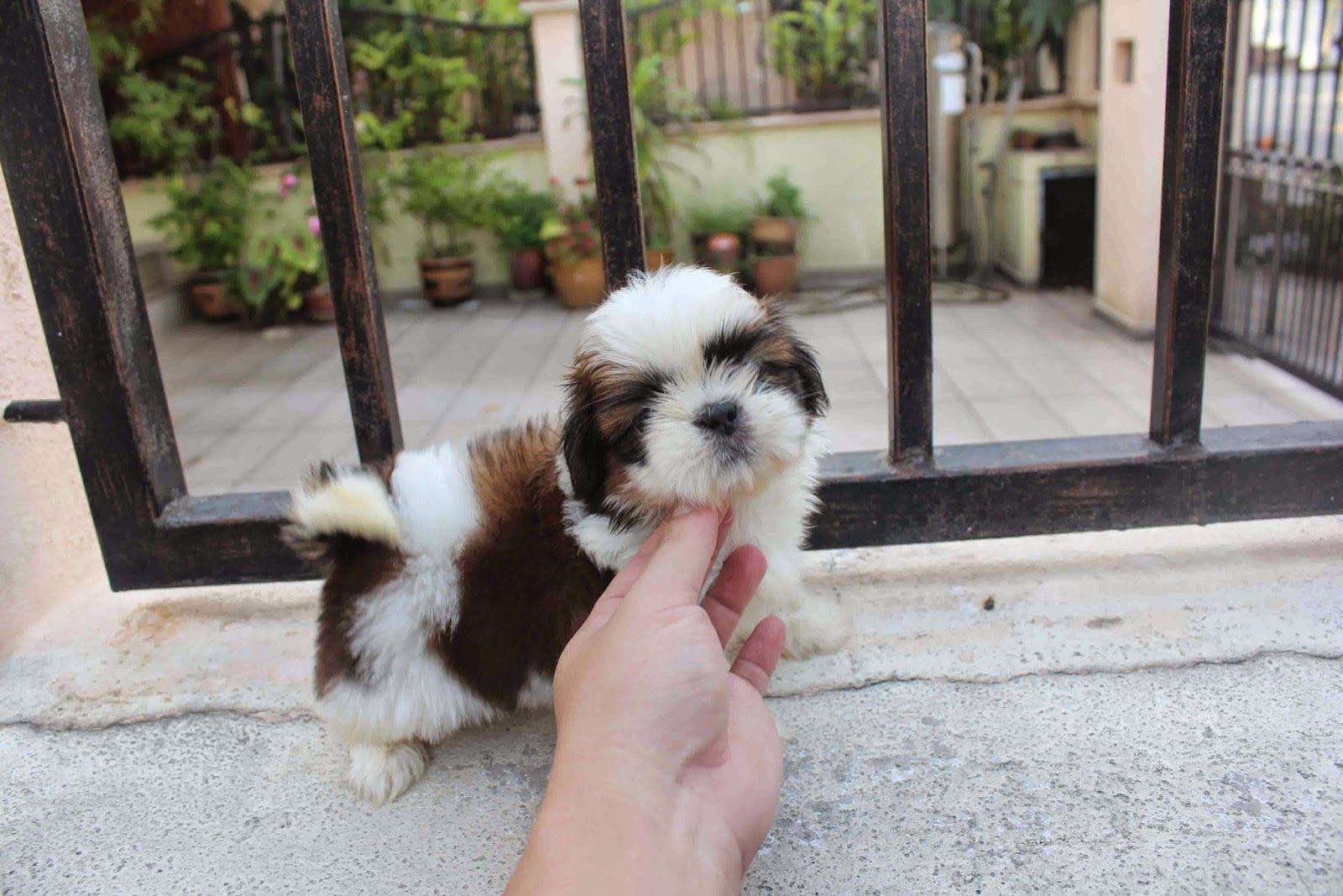 shih tzu princess type 2 months old