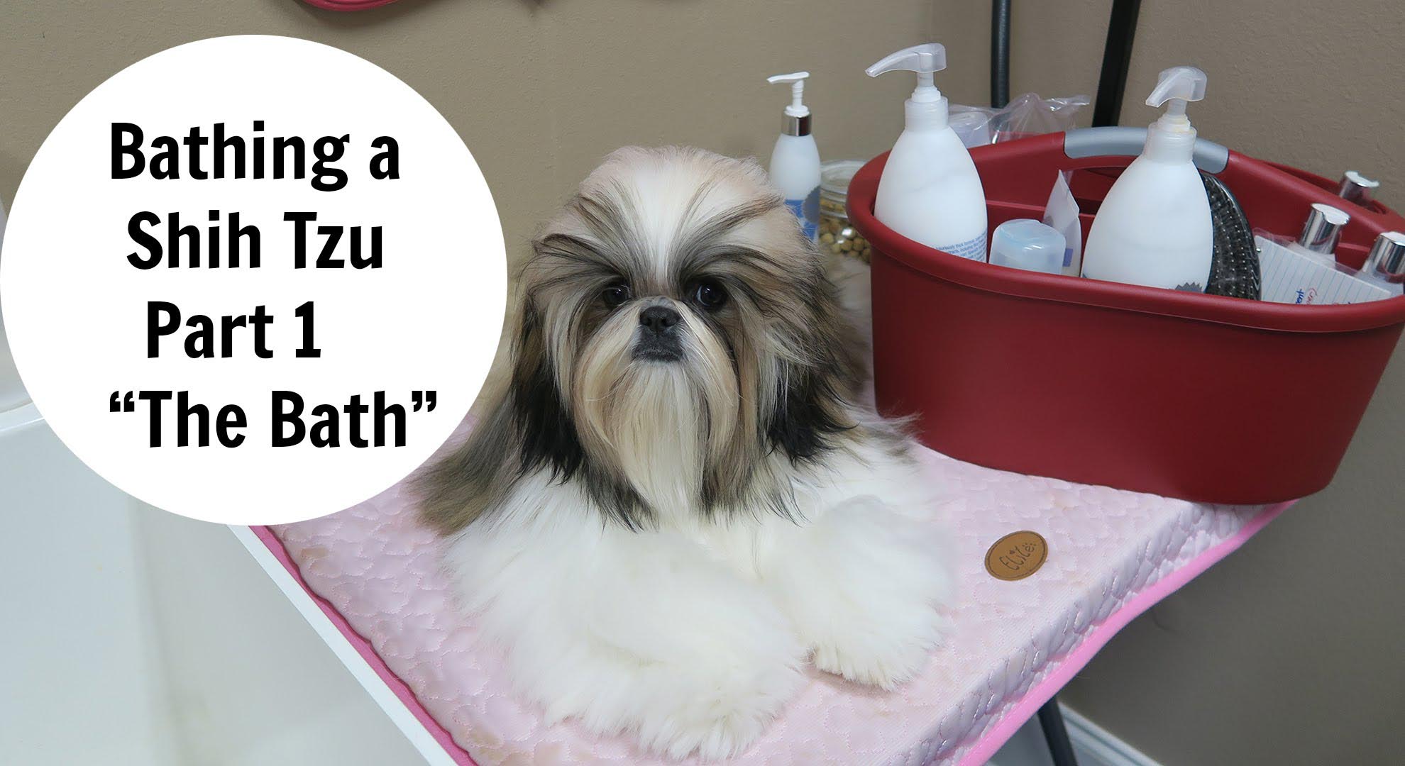 2 Months Old Shih Tzu Bath