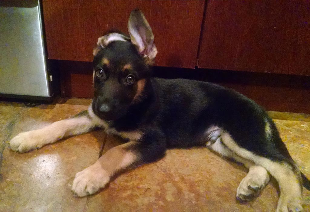 3 Month German Shepherd Ears