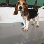 3 Month Old Beagle