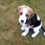 3 Month Old Beagle Puppy