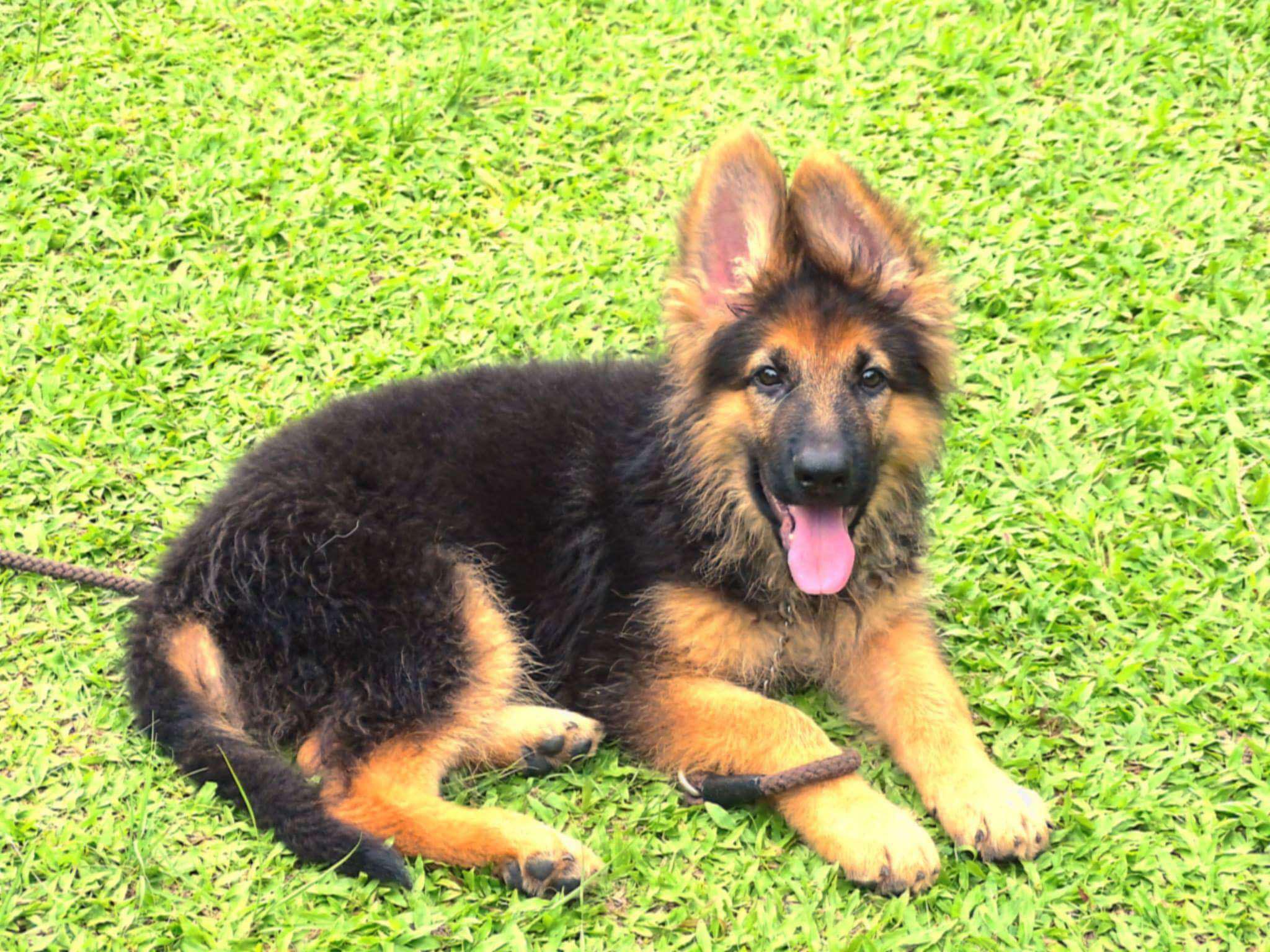 3 Month Old German Shepherds