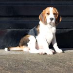 3 Months Old Beagle Puppy