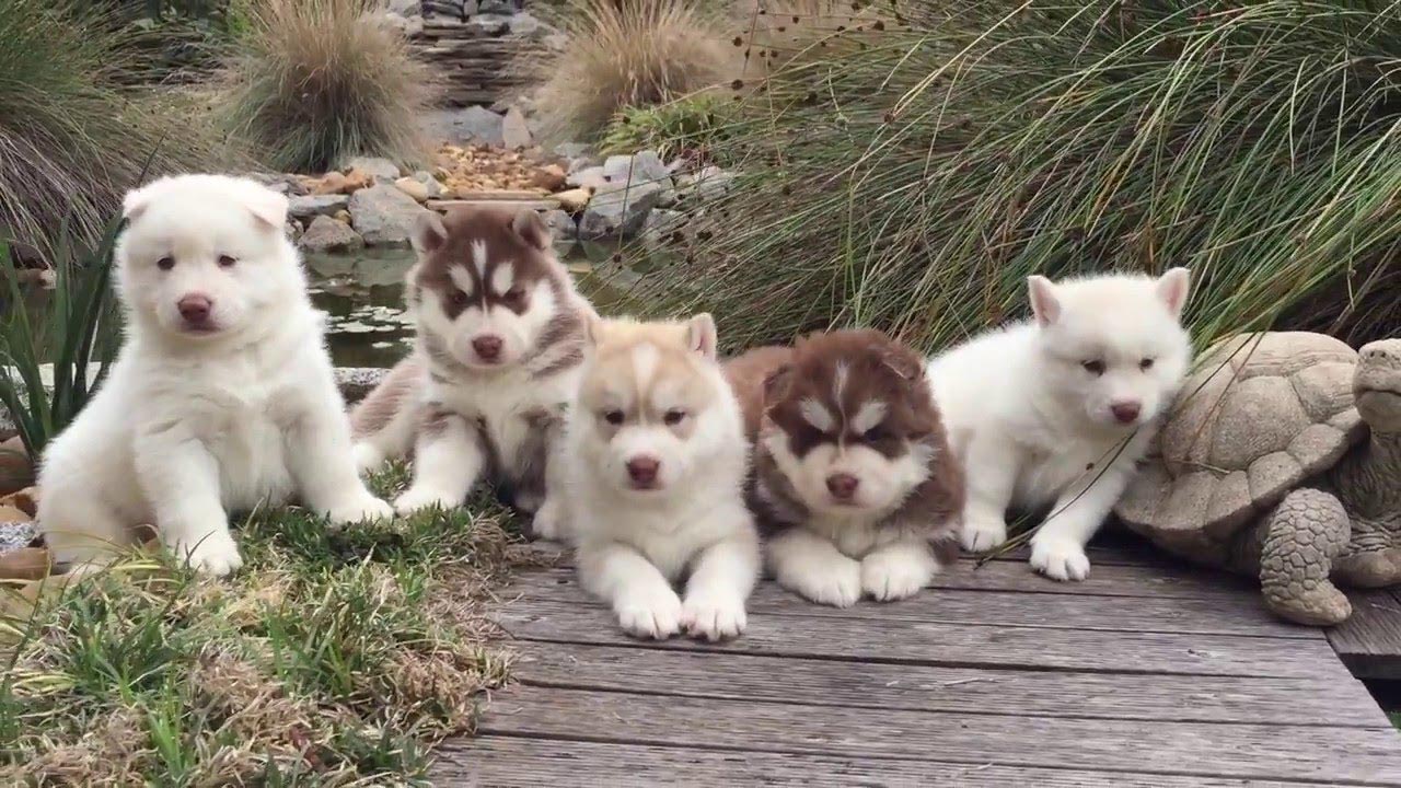 3 Week Old Husky Puppies