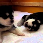 3 Week Old Husky Puppy Howling