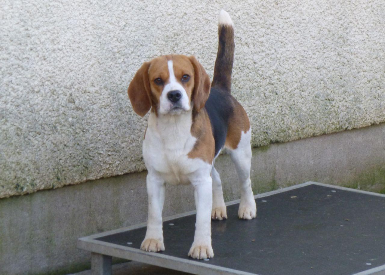 4 Month Old Beagle Behavior