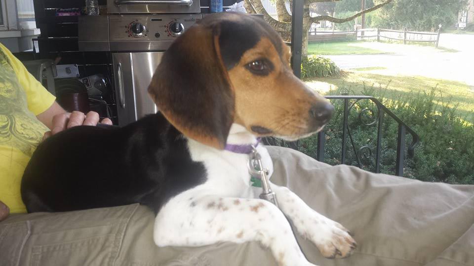 4 Month Old Beagle Biting