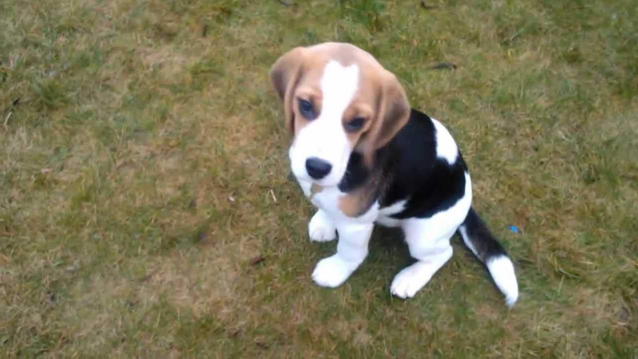 4 Month Old Beagle Size