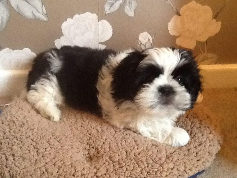 4 Month Old Shih Tzu Pup