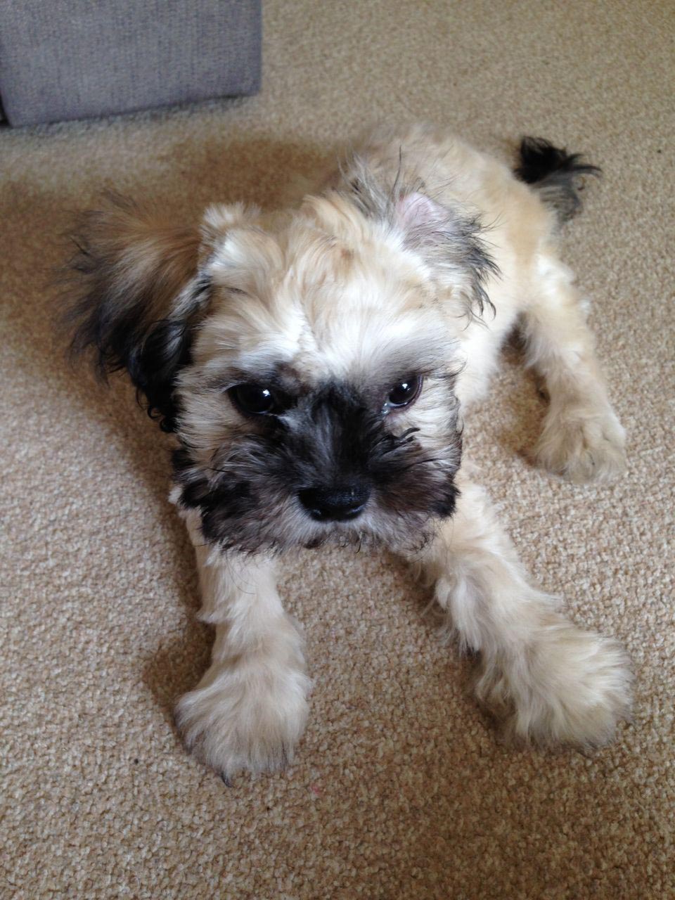 4 Month Old Shih Tzu Troubleshooting