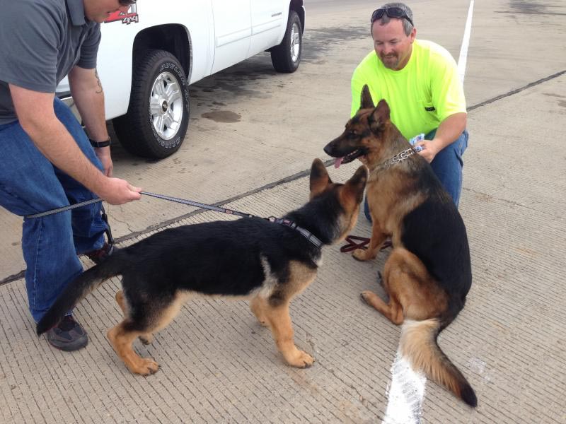 5 Month Old German Shepherd Behavior