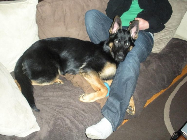 5 Month Old German Shepherd Diet