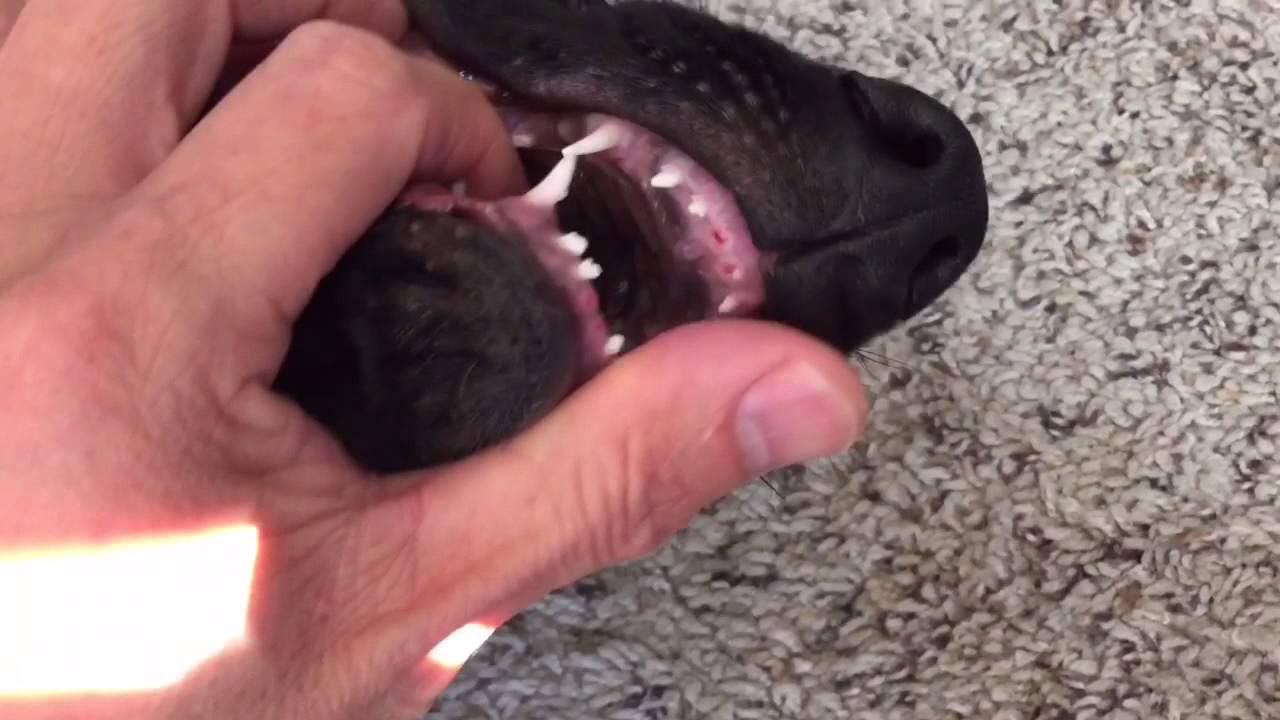 5 Month Old German Shepherd Losing Teeth