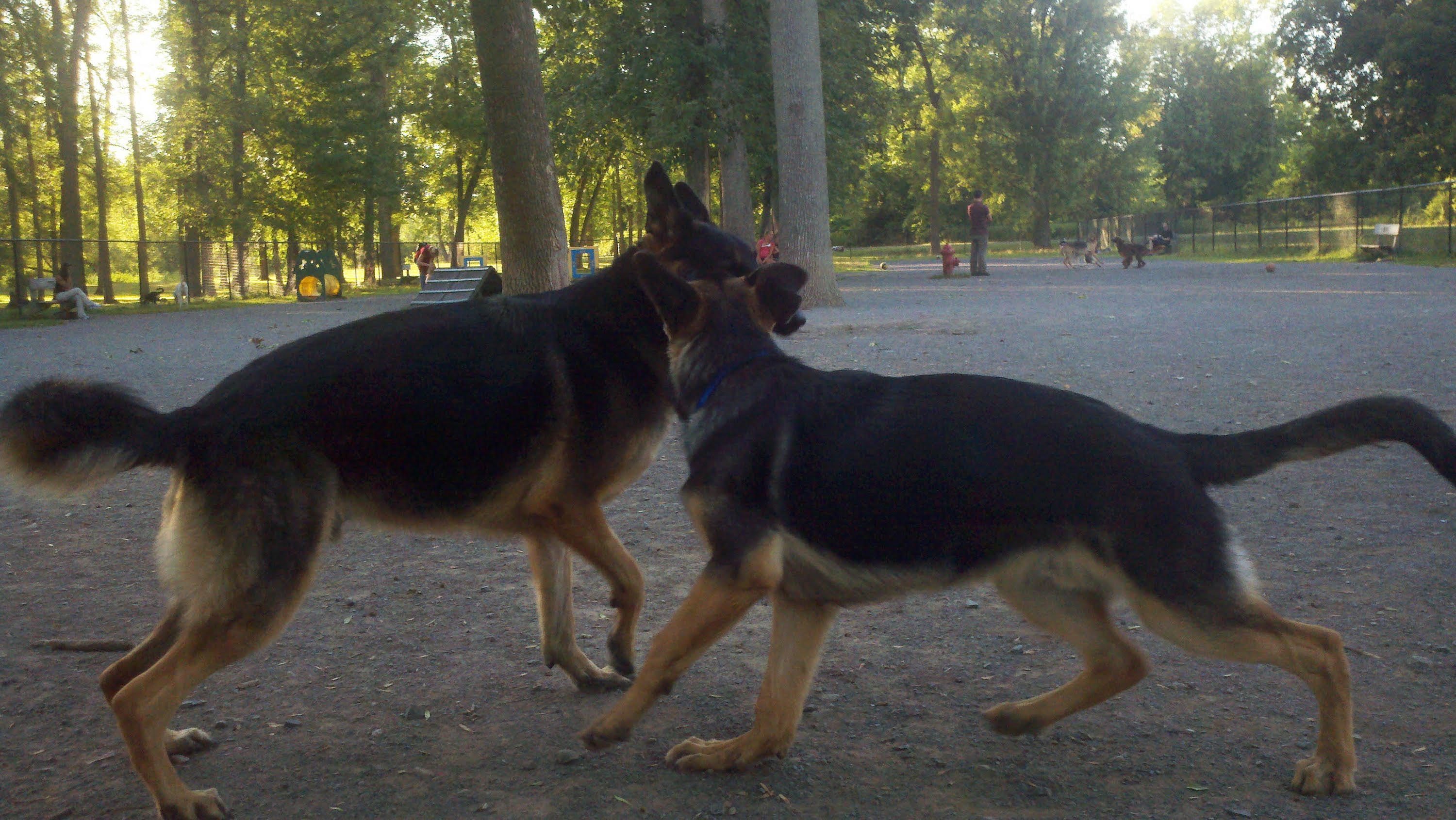 5 Month Old German Shepherd Puppy Biting