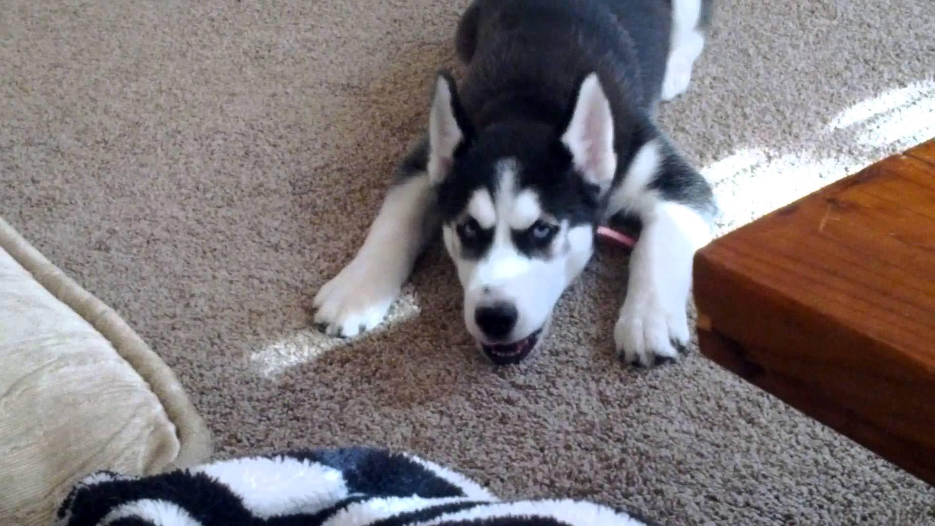 5 Month Old Husky Biting