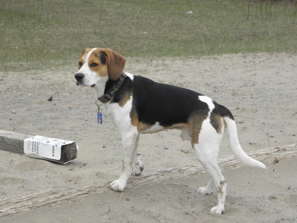 6 Month Beagle Weight