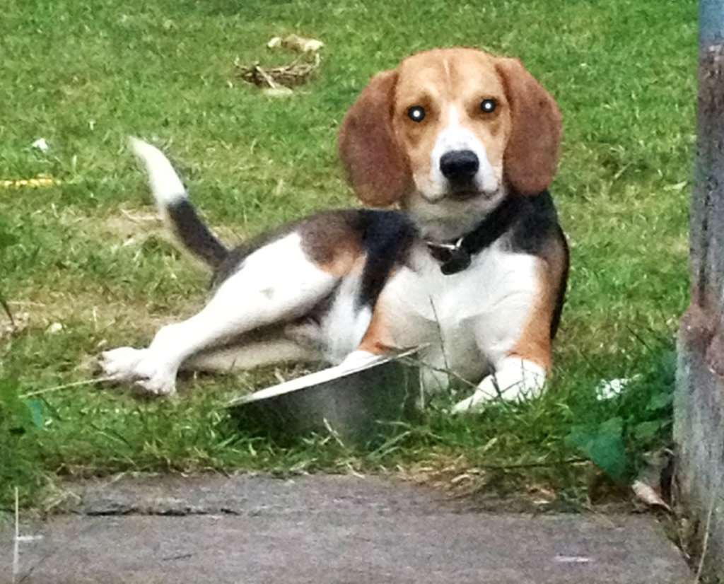 6 Month Old Beagle Biting