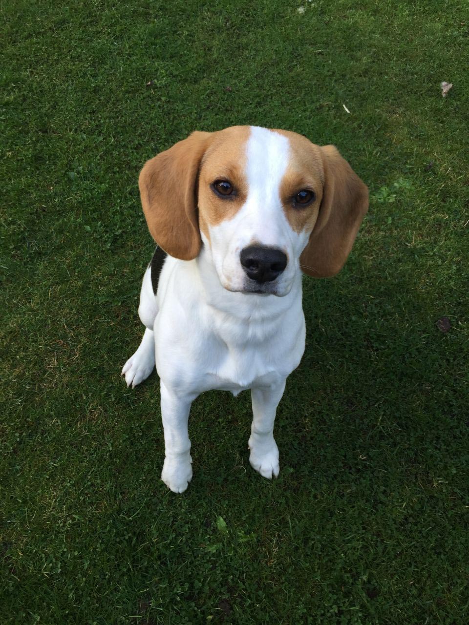 6 Month Old Beagle Puppy