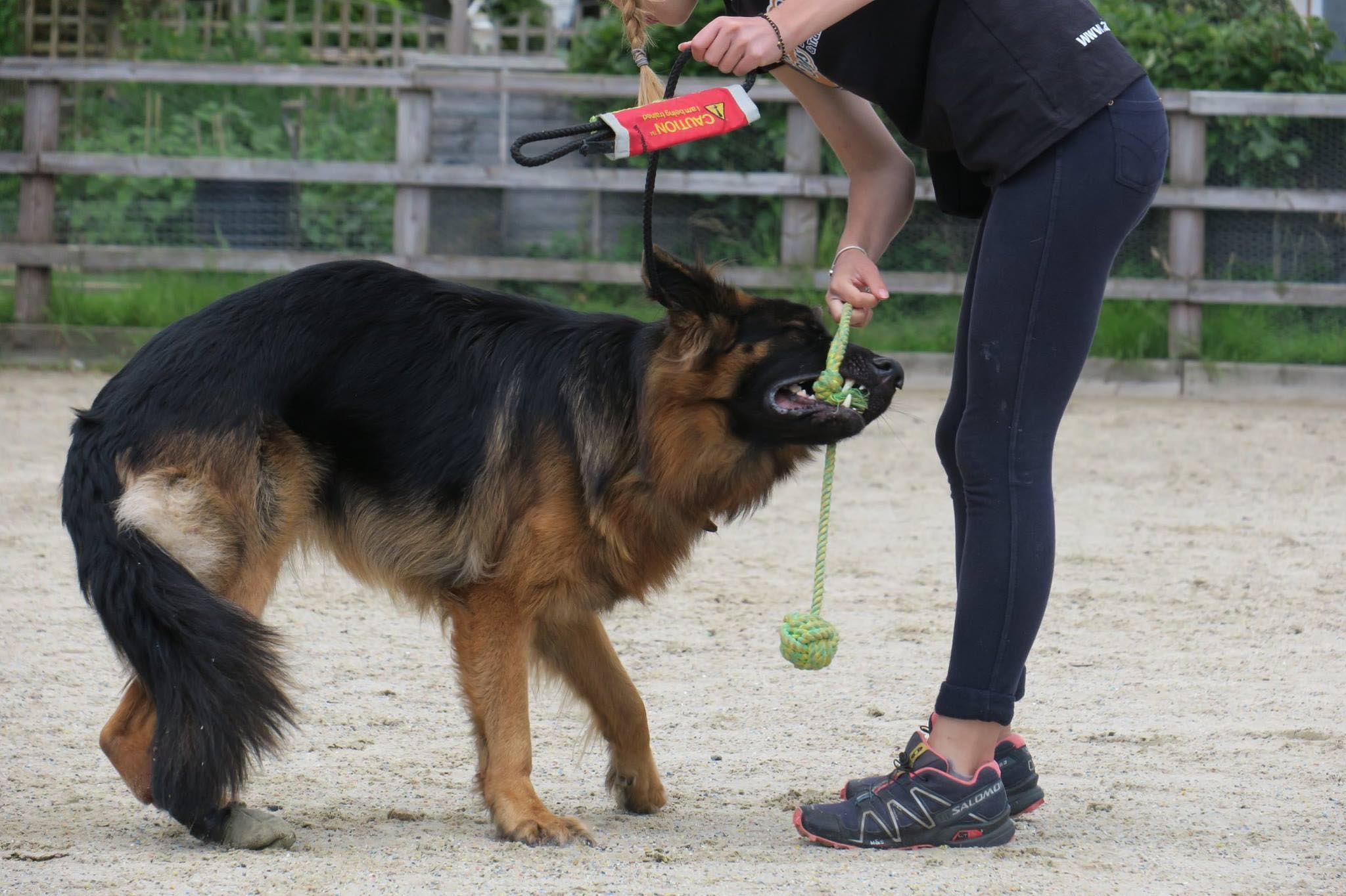 6 Month Old German Shepherd Aggressive