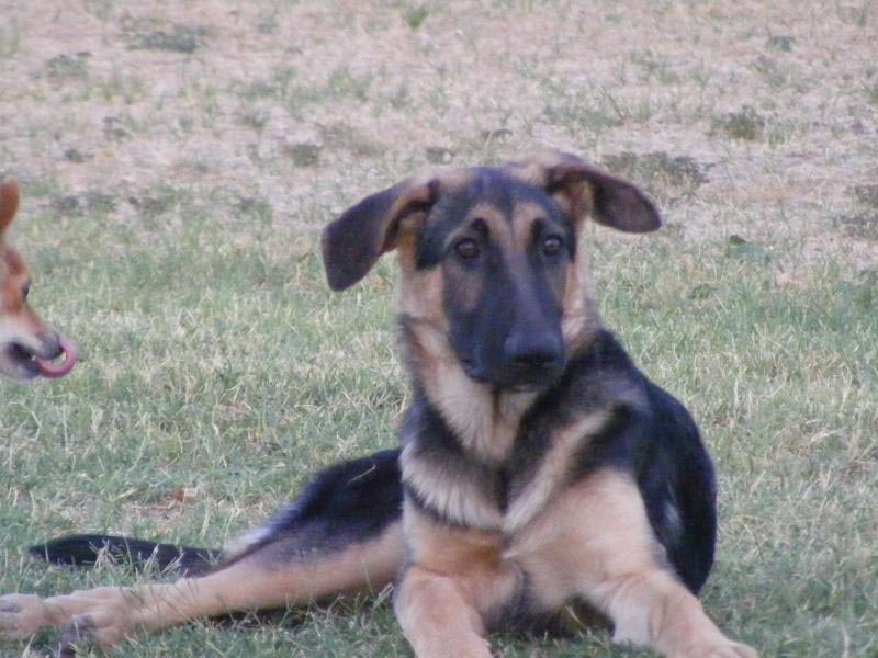 6 Month Old German Shepherd Ears Not Up 