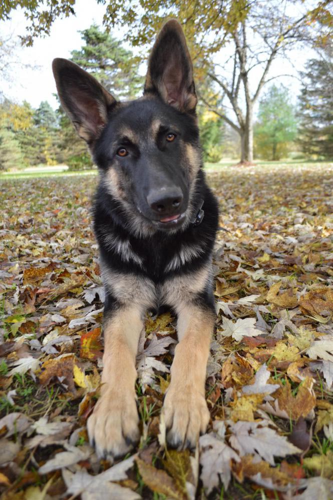 6 Month Old German Shepherd Puppy