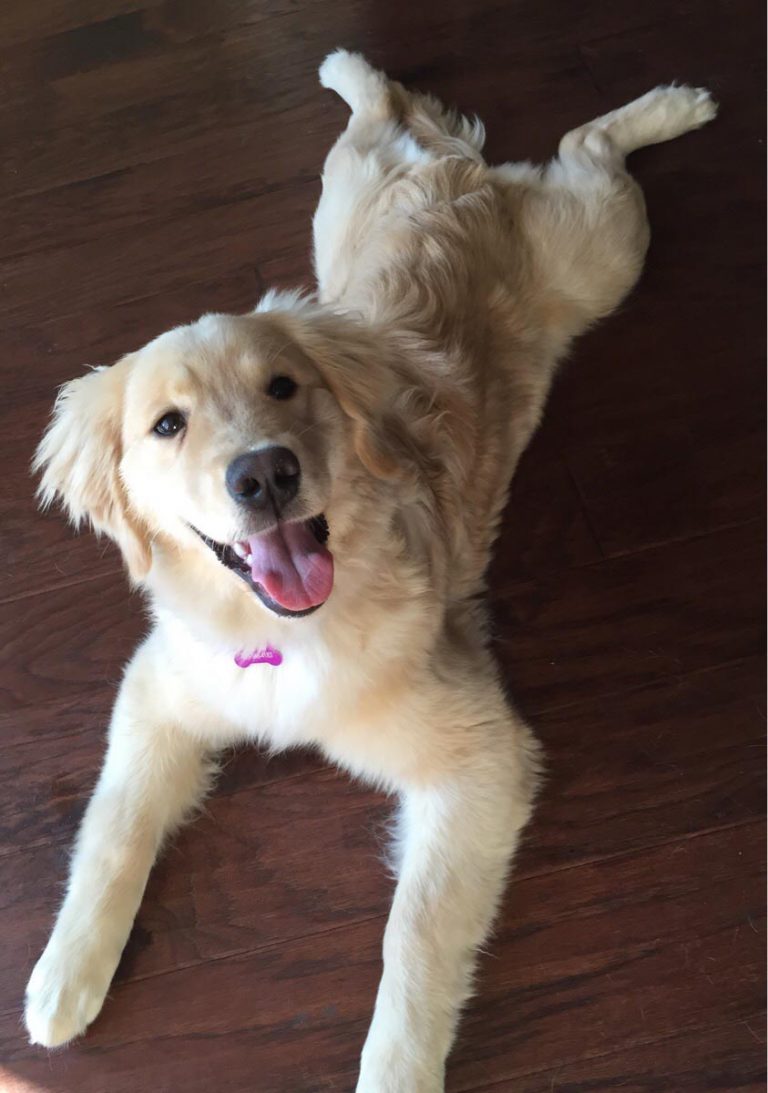 6-month-old-labrador-retriever-variety-6-month-old-golden-retriever