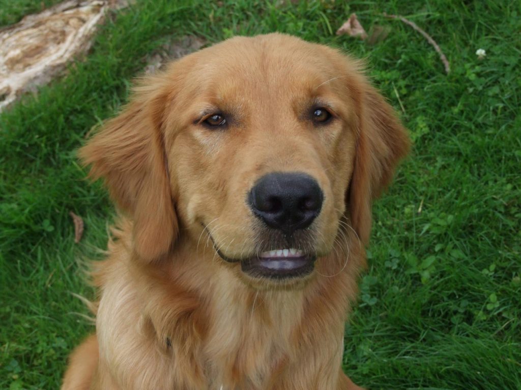 photo-gallery-of-the-6-month-old-golden-retriever-puppy-weight