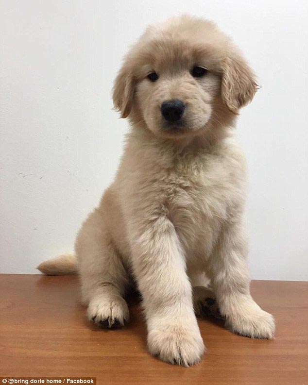 6-month-old-golden-retriever-puppy-weight