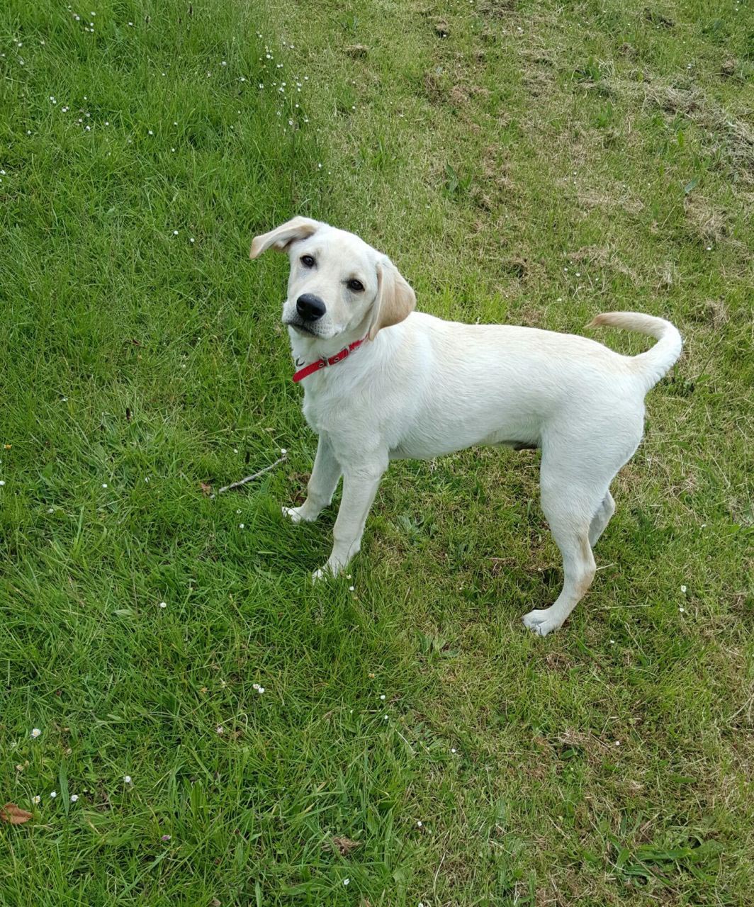 6 Month Old Lab Retriever