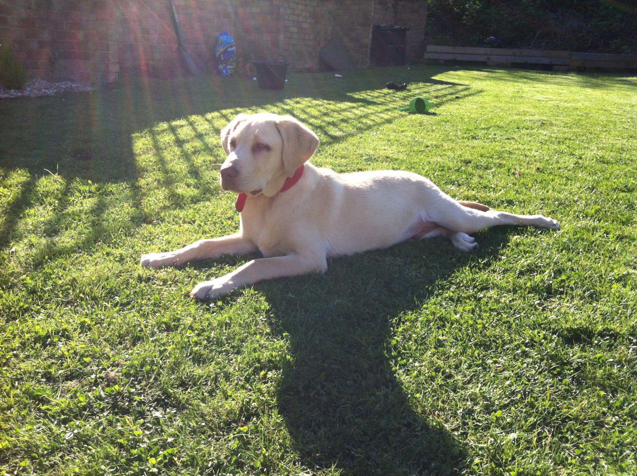 6 Month Old Labrador Retriever Size