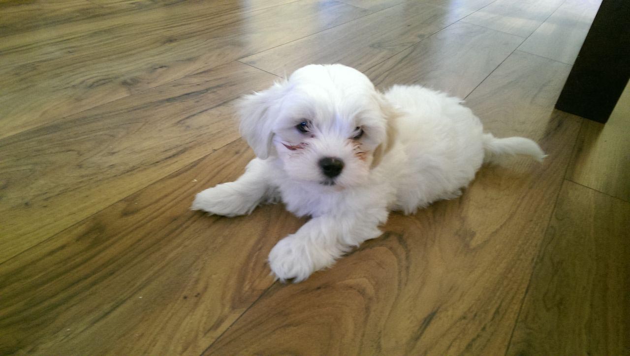 6 Week Old Maltese Shih Tzu