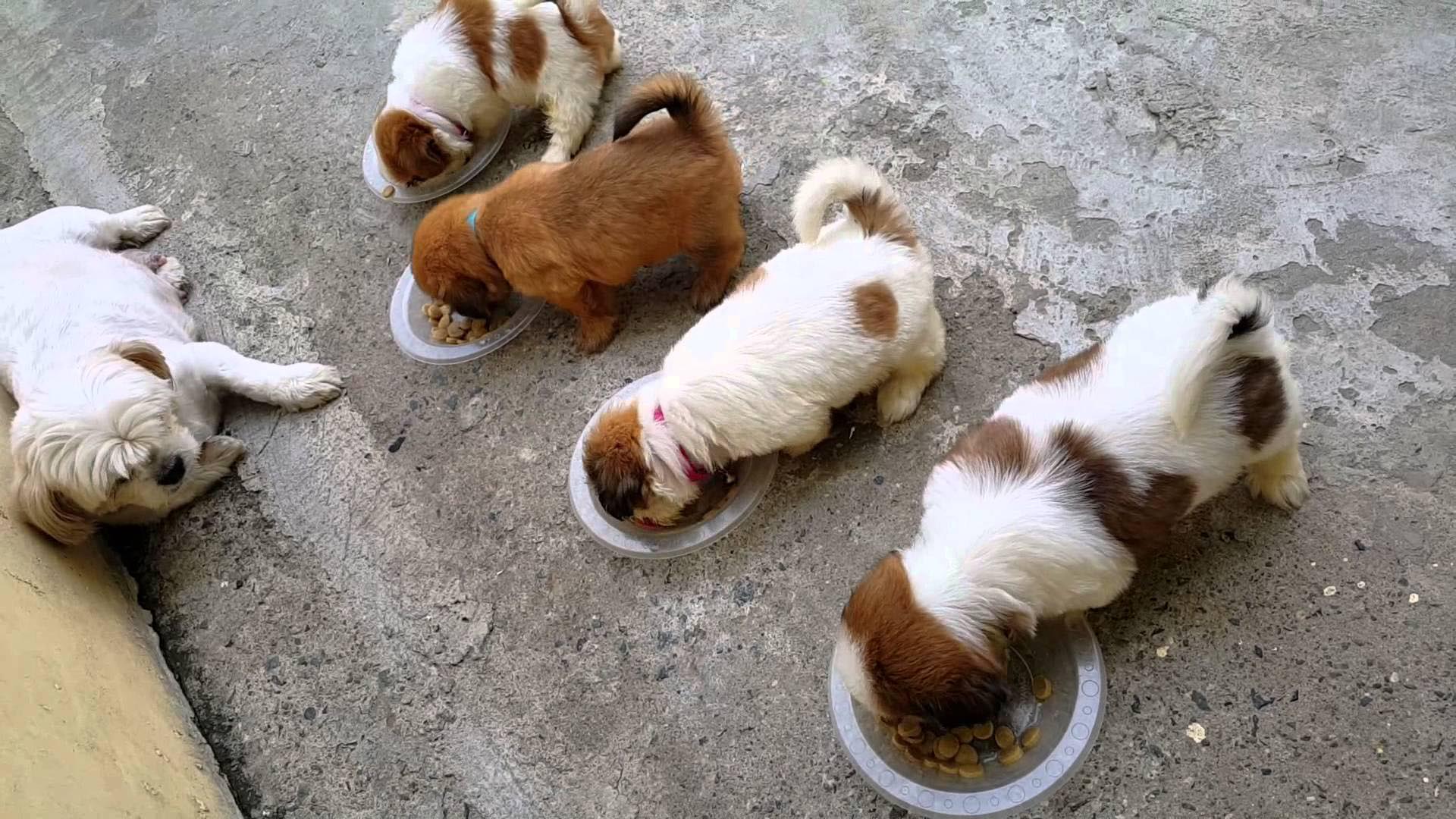 6 Week Old Shih Tzu Feeding