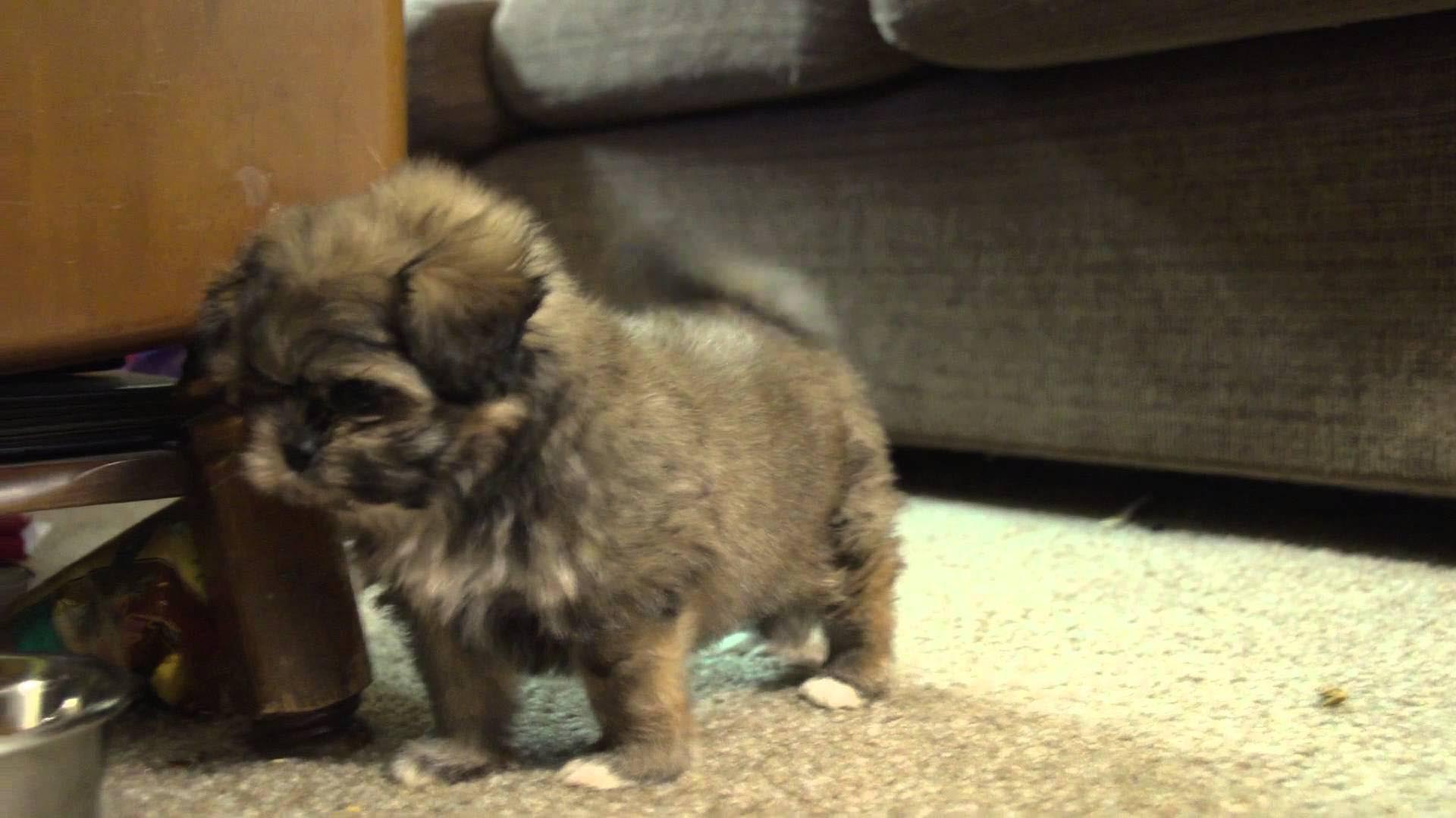 6 Week Old Shih Tzu Puppy Care