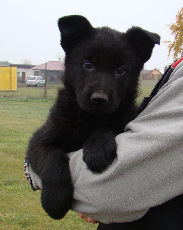 7 Week Old Black German Shepherd Puppy