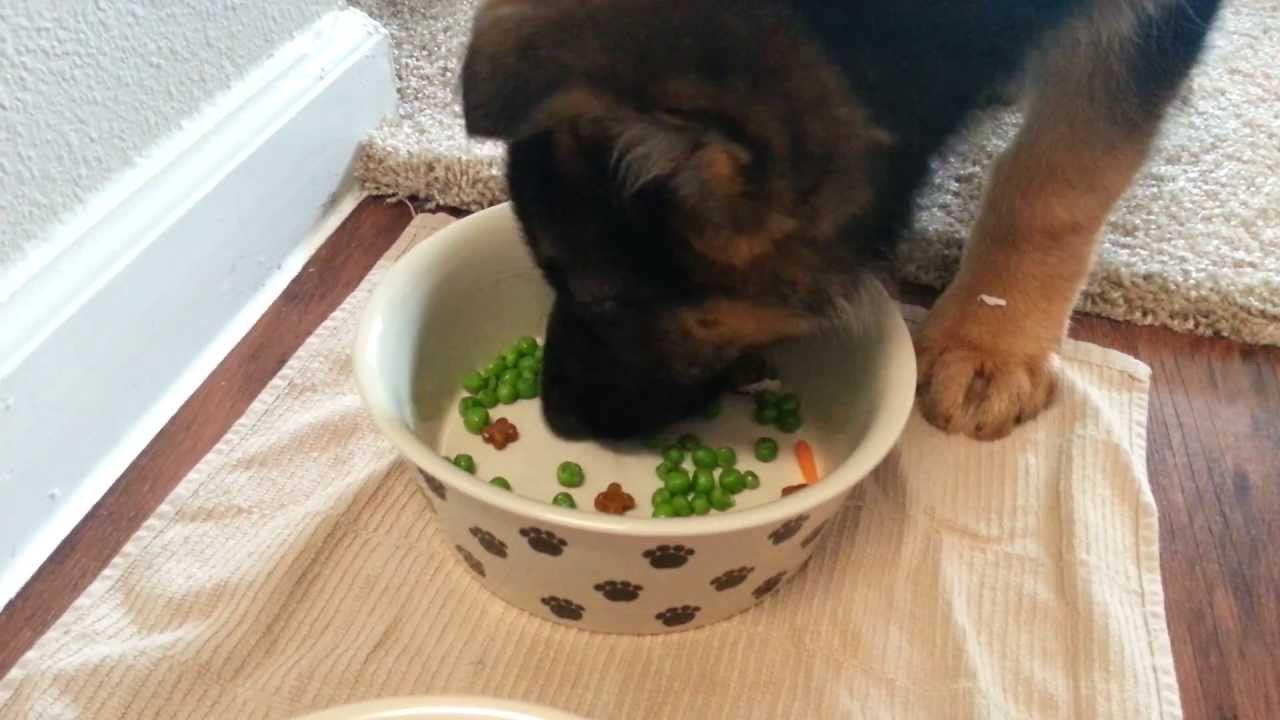 7 Week Old German Shepherd Diet