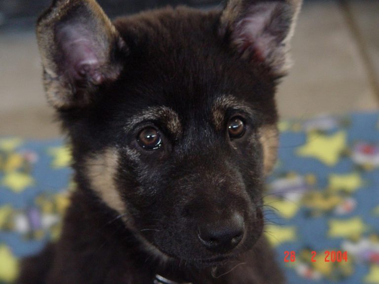 7 Week Old German Shepherd Puppy Weight