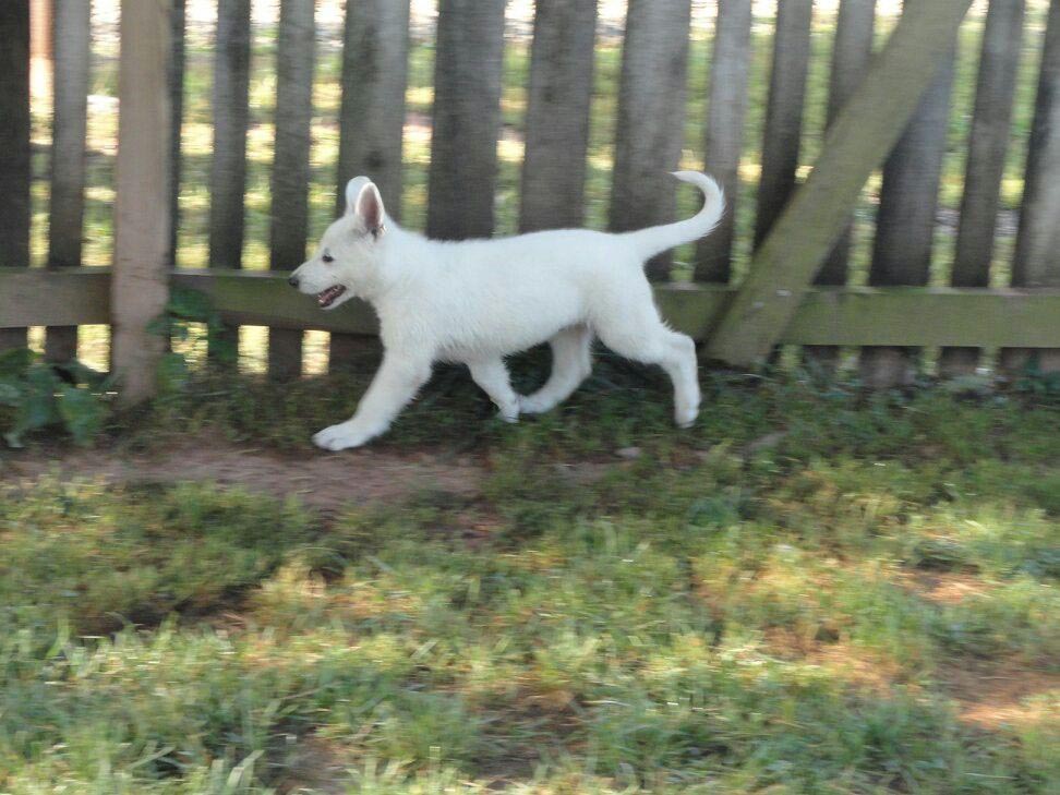 7 Week Old White German Shepherd