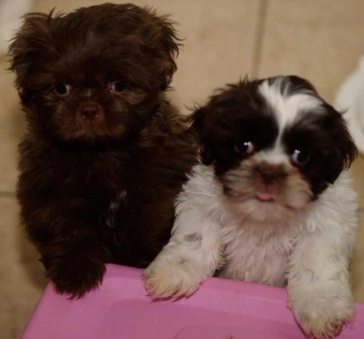 8 Week Old Shih Tzu Biting