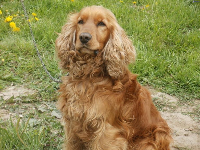 8 Week Pregnant Cocker Spaniel