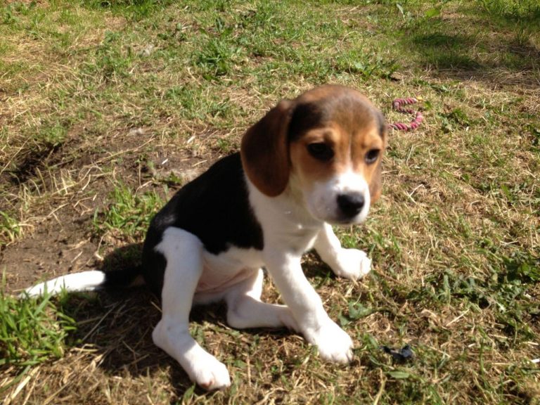 9 Week Beagle Puppy