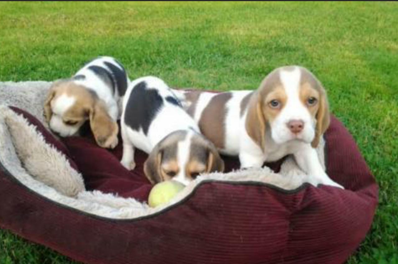 9 Week Old Beagle Pup