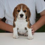 9 Week Old Beagle Puppy Weight