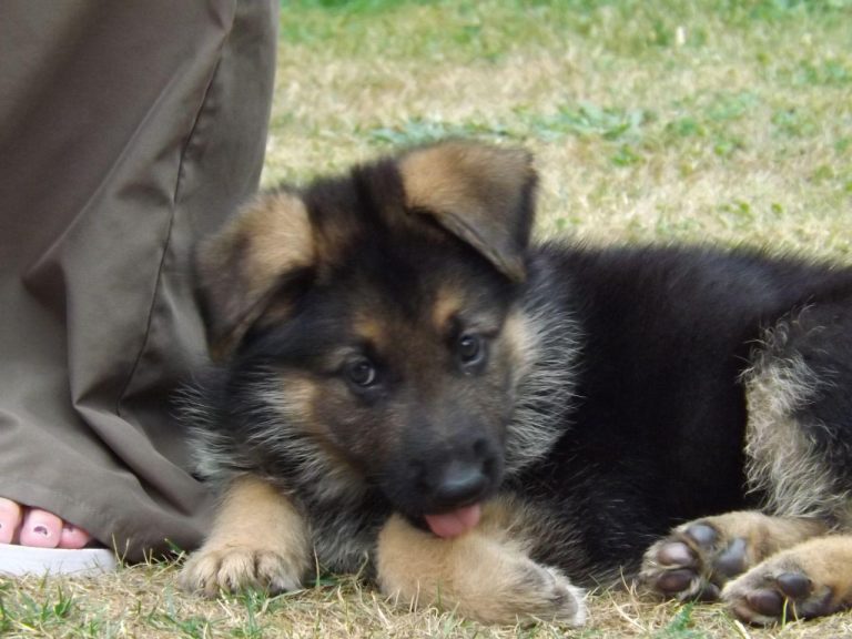 9 Week Old German Shepherd Training
