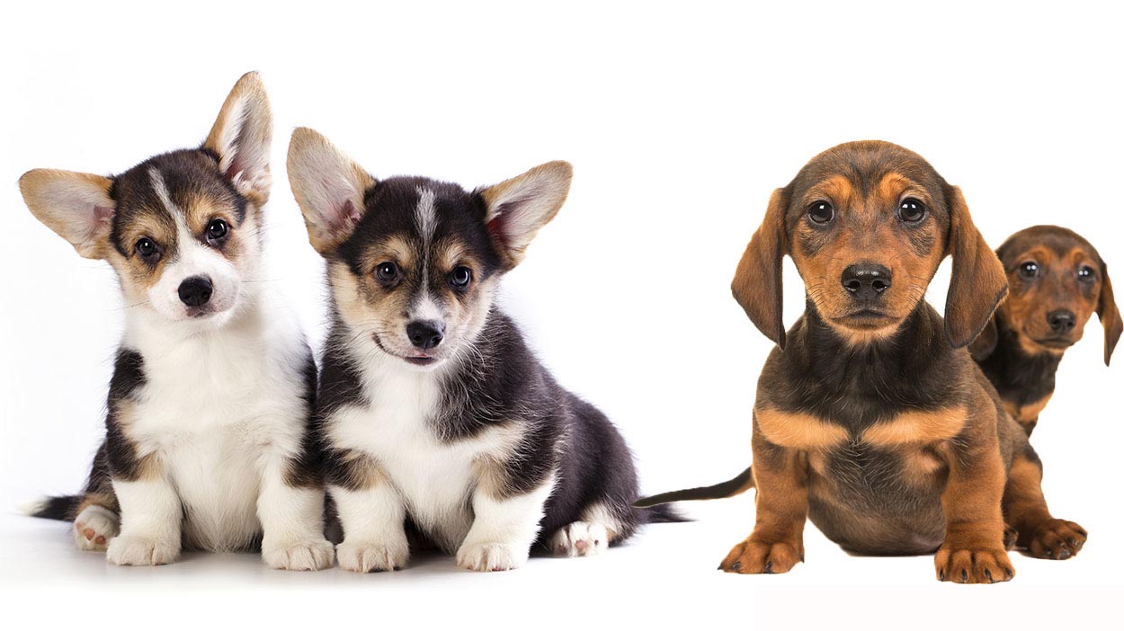 About Dachshund Beagle Mix
