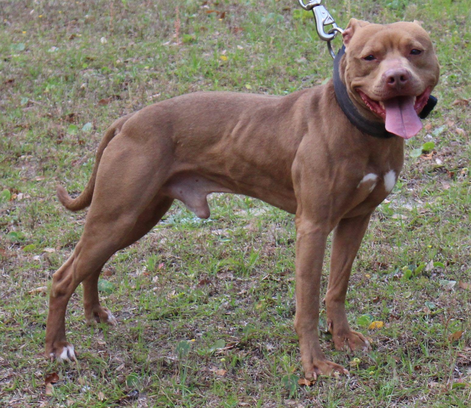 American Pitbull Terrier Blue Nose Bloodline