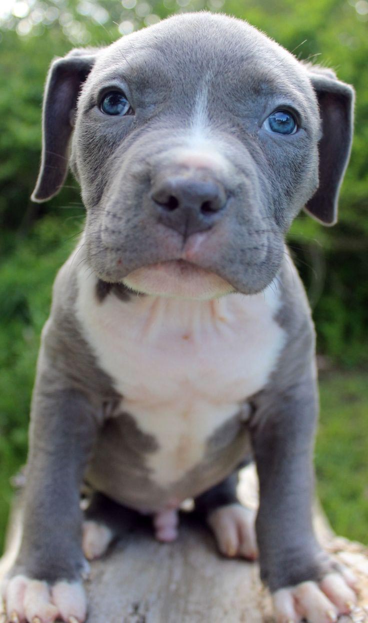 American Pitbull Terrier Blue Nose Caracteristicas